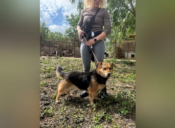 Rubina sucht ihren Menschen