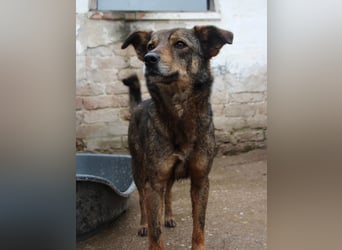 ⭐️FIONA⭐️, Hündin, 4,5 Jahre, 44 cm, Mischling, Tierschutz