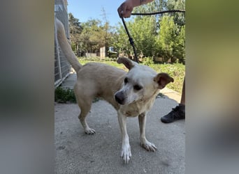 Pepe sucht großes Glück