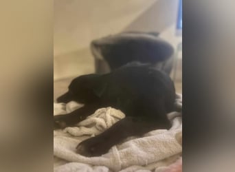 Smilla - auf Pflegestelle in 50969 Köln ( G,C )