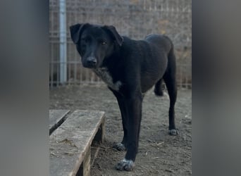 ⭐️SMOKY⭐️, sportlicher Rüde, 1 Jahr, 46 cm, Mischling, Tierschutz