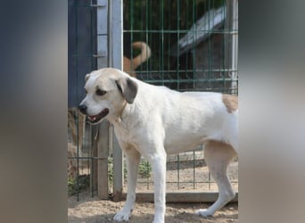 ⭐️CINDY⭐️, Hündin, 7,5 Jahre, 50 cm, Mischling, Tierschutz