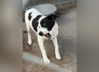 ⭐️SNOOPY⭐️, Spaßvogel und Spielkamerad, Rüde, 1 Jahr, 46cm, Mischling, Tierschutz