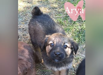 Die kleine Arya sucht ihr Glück