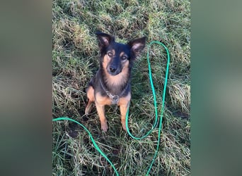 BRYNJA, sensible Angsthündin, 4 Jahre, 42 cm, Mischling, 48301 Nottuln, Tierschutz