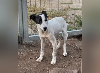 ⭐️SNOW⭐️, Herzensbrecher, Rüde, 1 Jahr, 46cm, Mischling, Tierschutz