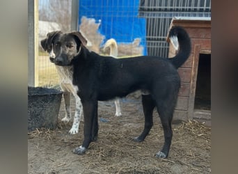 ⭐️SMOKY⭐️, sportlicher Rüde, 1 Jahr, 46 cm, Mischling, Tierschutz