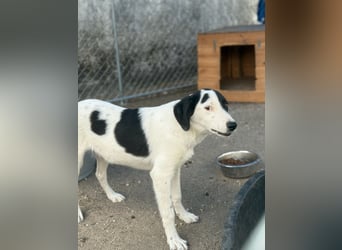 ⭐️SNOOPY⭐️, Spaßvogel und Spielkamerad, Rüde, 1 Jahr, 46cm, Mischling, Tierschutz