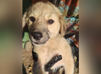 ⭐️AIME⭐️, Hündin, 5 Monate, im Wachstum, Mischling, Tierschutz