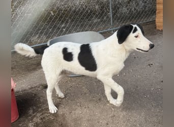 ⭐️SNOOPY⭐️, Spaßvogel und Spielkamerad, Rüde, 1 Jahr, 46cm, Mischling, Tierschutz
