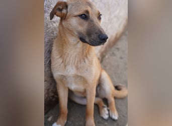 SILLIE, süßes Mischlingsmädchen, 9 Monate, 49 cm, Tierschutz Rumänien