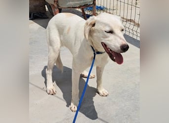 Labrador Mix Bruce möchte Rumänien schnell verlassen