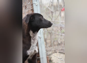 ⭐️SMOKY⭐️, sportlicher Rüde, 1 Jahr, 46 cm, Mischling, Tierschutz