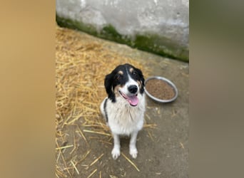 STELUTA, süßes Leckermäulchen, 3 Monate, 27 cm, Mischlingsmädchen, Tierschutz Rumänien