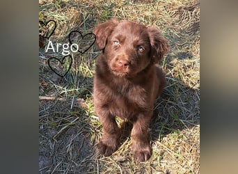 Argo sucht sein Für-immer-Zuhause
