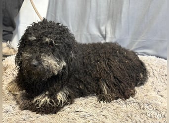 Samu möchte dir sein Herz schenken