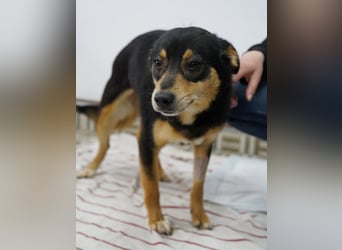 ⭐️NUTELLA⭐️ kuschelige Hündin, 2 Jahre, ca. 45 cm, Mischling, Tierschutz Rumänien