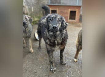 ⭐️HALLY⭐️, Hündin, 10 Monate, 40 cm, Mischling, Tierschutz