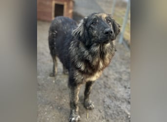 ⭐️HALLY⭐️, Hündin, 10 Monate, 40 cm, Mischling, Tierschutz