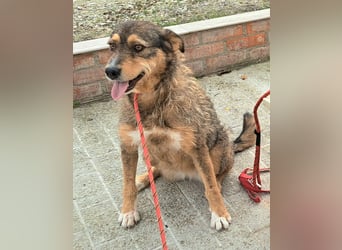 Gina lebt seit 5 Jahren in einem Rumänischen Tierheim.....