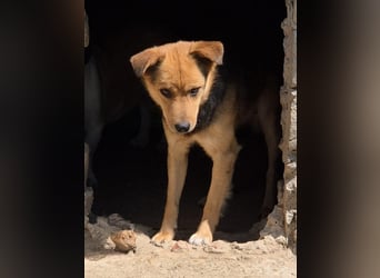 ⭐️SAGO⭐️, Rüde, 2,5 Jahre, 45 cm, Mischling, Tierschutz