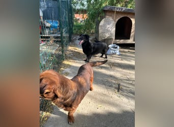 ⭐️TITA⭐️, liebevolle Hunde-Lady, 10 Jahre, 42 cm, Mischling, Tierschutz Rumänien