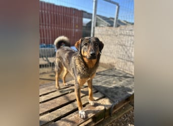 AMY, liebes Leckermäulchen, 2 Jahre, 45 cm, Mischling, Tierschutz Rumänien