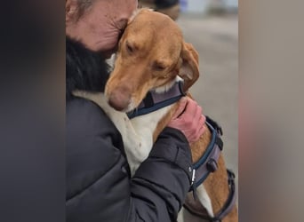 KATRA, Schmusebacke, 1 Jahr, 45 cm, Mischling, Tierschutz, Pflegestelle 57635