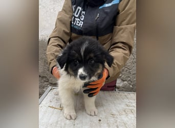 SARINA, Schmuse-Welpin, 3 Monate, 28 cm, Mischlingsmädchen, Tierschutz Rumänien