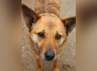 ⭐️FARINA⭐️, Hündin, 4,5 Jahre, 47 cm, Mischling, Tierschutz