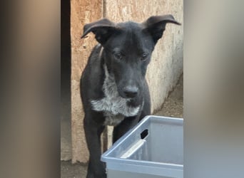 ⭐️SMOKY⭐️, sportlicher Rüde, 1 Jahr, 46 cm, Mischling, Tierschutz