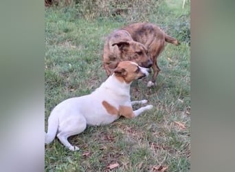 Jessy 50cm, möchte Rumänien schnell verlassen