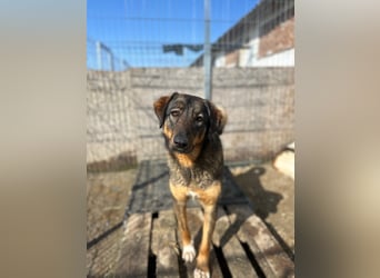 AMY, liebes Leckermäulchen, 2 Jahre, 45 cm, Mischling, Tierschutz Rumänien