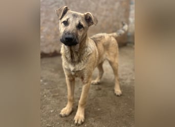 ⭐️Plisch⭐️, verschmuster Welpenmann, 8 Monate, 49 cm, Mischling, Tierschutz