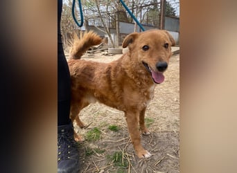 Kajla wartet auf sein Happy End