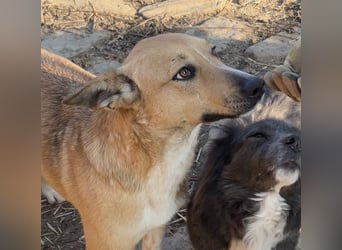 ⭐️Kimba⭐️, Frechdachs, Hündin, 3 Jahre, 45 cm, Mischling, Tierschutz