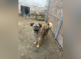 HEARTY, zuckersüßes Spielkind, 1 Jahr, 41 cm, Mischlingsmädchen, Tierschutz Rumänien