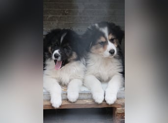 SARINA, Schmuse-Welpin, 3 Monate, 28 cm, Mischlingsmädchen, Tierschutz Rumänien