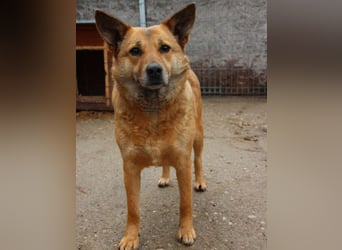 ⭐️FARINA⭐️, Hündin, 4,5 Jahre, 47 cm, Mischling, Tierschutz