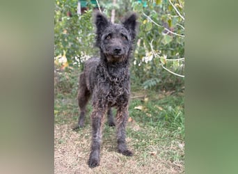 Bezaubernde Zelmira sucht ihr Glück