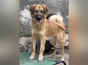 ⭐️DISSY⭐️, Hündin, 3 Jahre, 49 cm, Mischling, Tierschutz