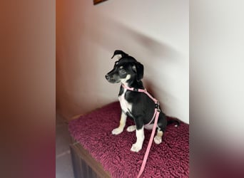 Cora sucht ihr kleines Glück