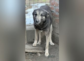 ⭐️GREY⭐️,besondere Hündin, 4,5 Jahre, 50 cm, Mischling, Tierschutz Rumänien