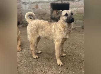 ⭐️Phillis⭐️, aufgeweckte Welpenmaus, Hündin, 8 Monate, 39 cm, Mischling, Tierschutz Rumänien