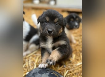 SALVA, kleine Entdeckerin, 3 Monate, 28 cm, Mischlingsmädchen, Tierschutz Rumänien