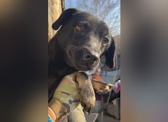 ⭐️BERYLL⭐️, für immer treu, Hündin, fast 3 Jahre, 41 cm, Mischling, Tierschutz Rumänien
