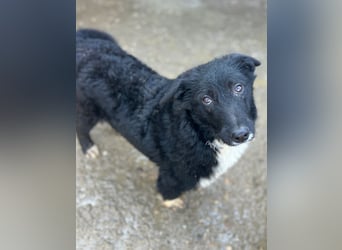 ⭐️GISELLA⭐️, Hündin, 8 Monate, 43 cm, Mischling, Tierschutz