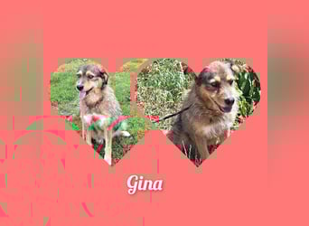 Gina lebt seit 5 Jahren in einem Rumänischen Tierheim.....