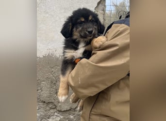 SALVA, kleine Entdeckerin, 3 Monate, 28 cm, Mischlingsmädchen, Tierschutz Rumänien