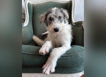 Liebenswerte Elva wartet in Portugal auf unserem Tierschutzhof!